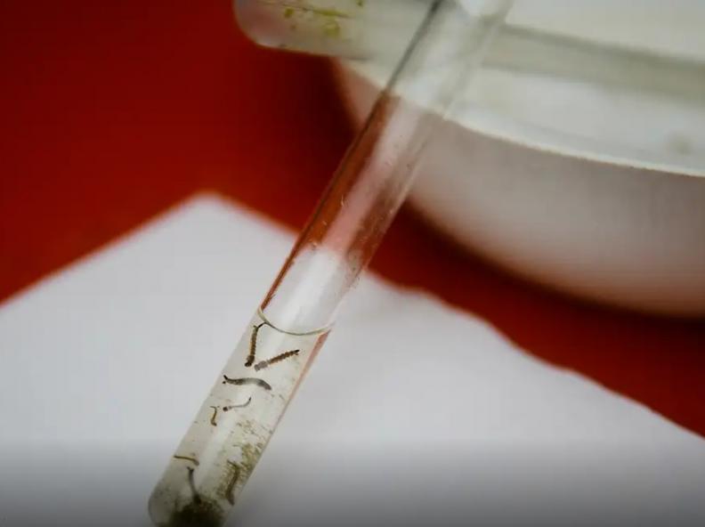 Avanço da Chikungunya; em 2 meses, óbitos se igualam a todos registrados em 2024
