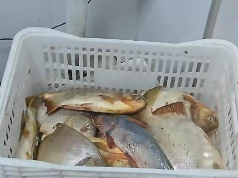  Sema e PM apreendem 13,8kg de pescado e aplicam R$ 7.070 em multa durante ação no carnaval