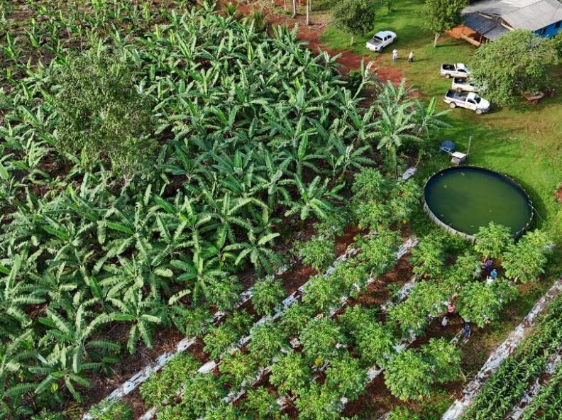 Projeto lança cartilha sobre produção sustentável de cacau em Mato Grosso