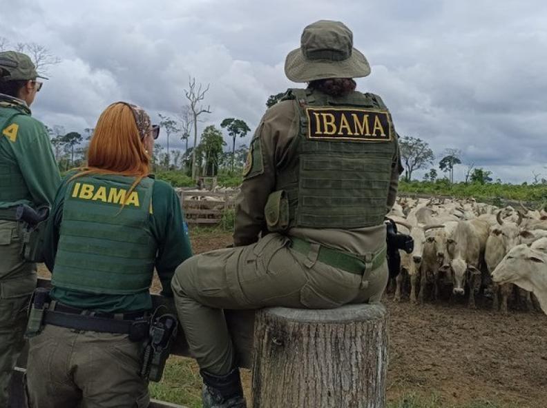Mais de 600 cabeças de gado são apreendidas em operação no Pará