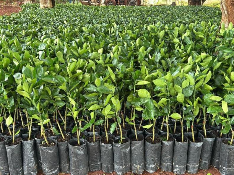 Governo de MT distribui 170 mil mudas cítricas para pequenos produtores de 47 municípios