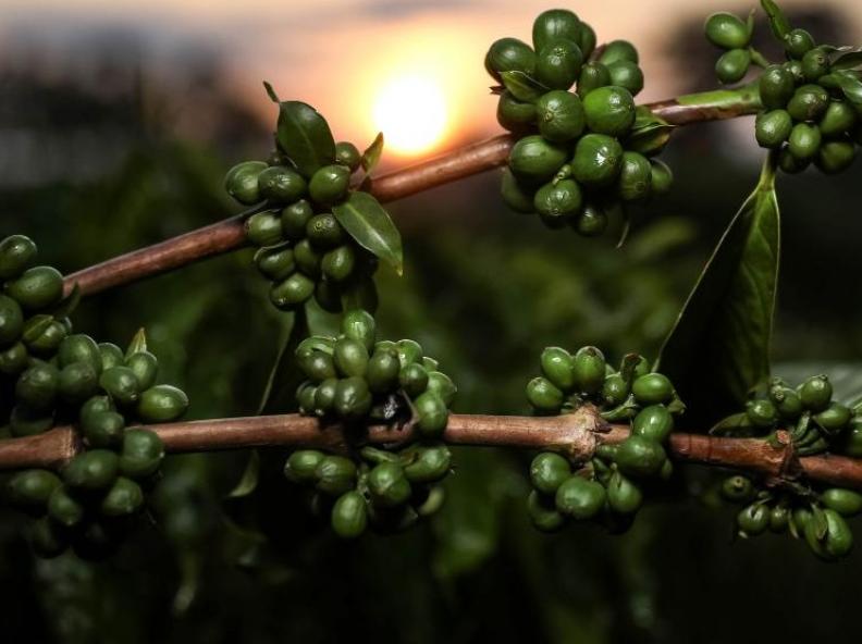 Pesquisa de MT aponta potencial de nanotecnologia no café verde como inovação nas indústrias cosmética e alimentícia