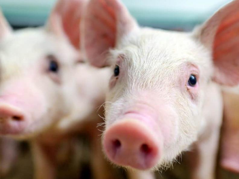 Cientistas têm sucesso no transplante de órgãos de porcos em macacos; saiba mais