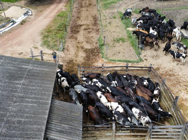 1º Torneio Leiteiro de Alta Floresta é uma Oportunidade para valorizar a pecuária local e incentivar a agricultura familiar