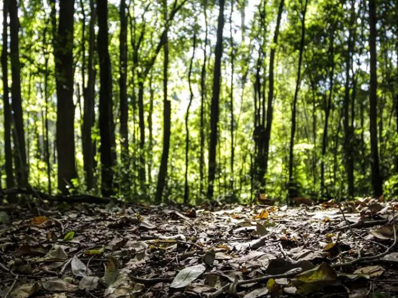 Produção florestal no Brasil cresce 16,7% e alcança R$ 44,3 bilhões em 2024