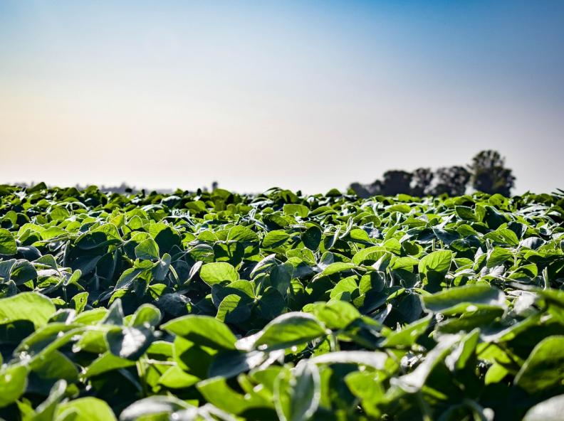 Chuvas de setembro impulsionam cultivos de inverno e indicam bom potencial para a safra de trigo, Aponta Conab