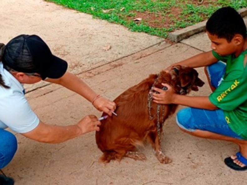 Vacinação Antirrábica imuniza mais de mil pets e continua nesta sexta-feira (03) em Alta Floresta