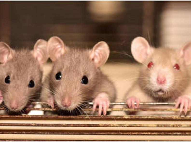 Cientistas fazem cócegas em ratos para descobrir se os animais têm senso de humor