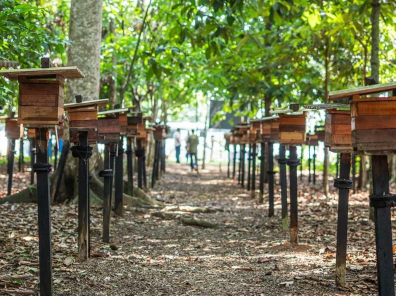 Alta Floresta promove capacitação sobre criação de abelhas sem ferrão na região amazônica