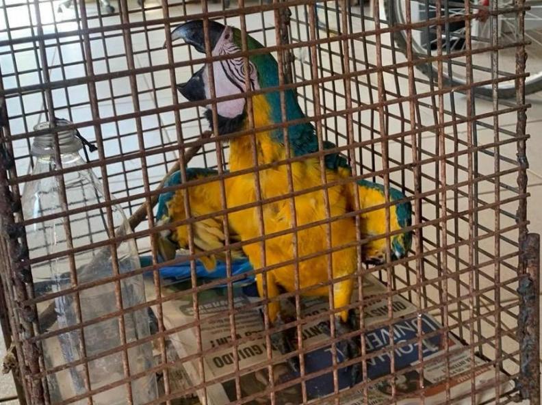 Bombeiros resgatam arara-canindé que era mantida em cativeiro