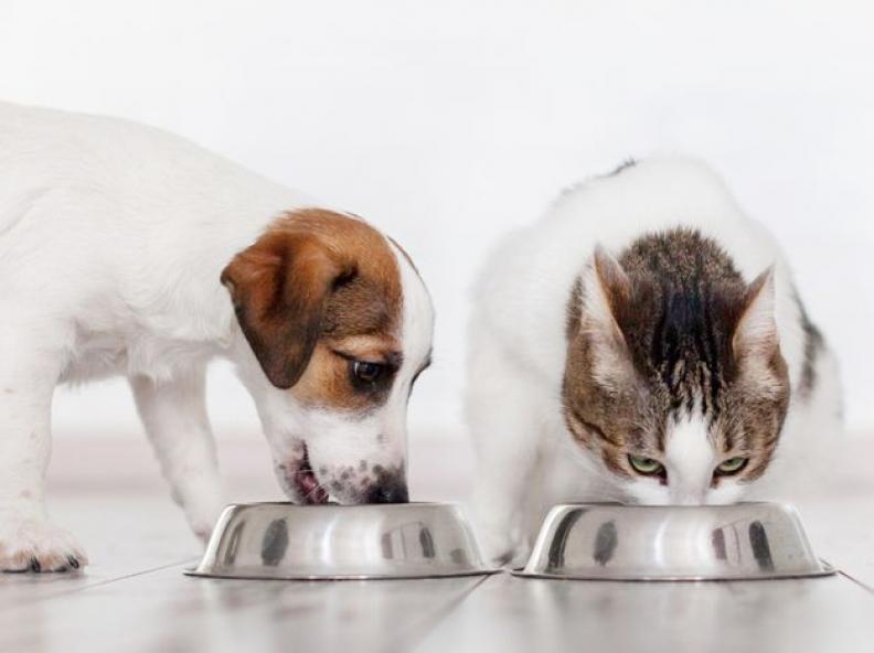 Mapa define limites para substâncias tóxicas em rações de cães e gatos