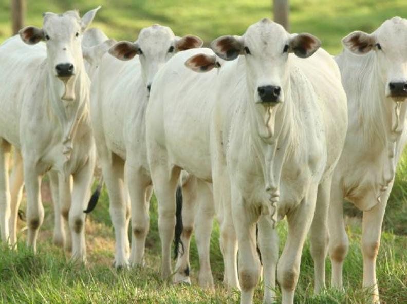 Pecuária brasileira avança com sustentabilidade e mantém liderança nas exportações globais