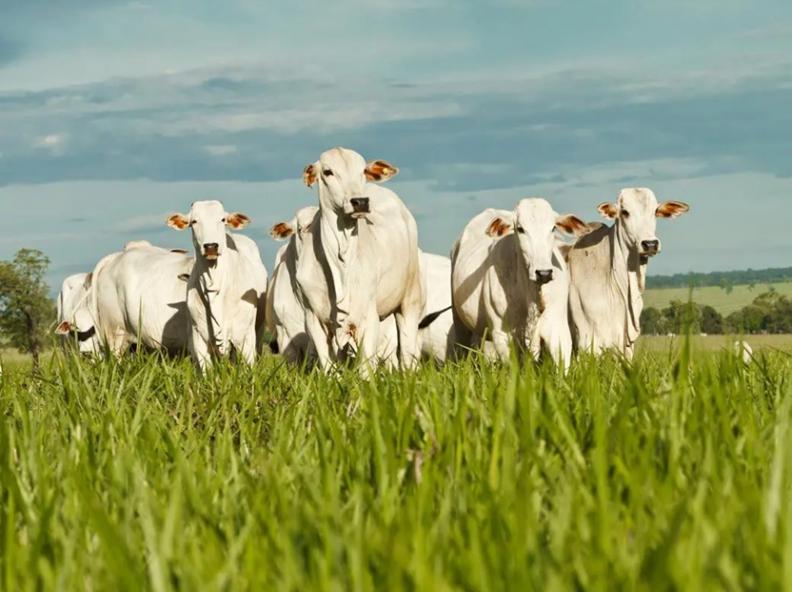 Planejamento reprodutivo é chave para aumentar fertilidade e produtividade nos rebanhos