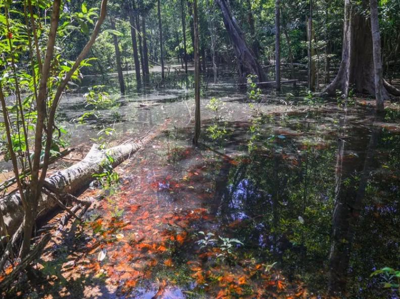 Dinossauros viveram na Amazônia, descobrem pesquisadores de Roraima