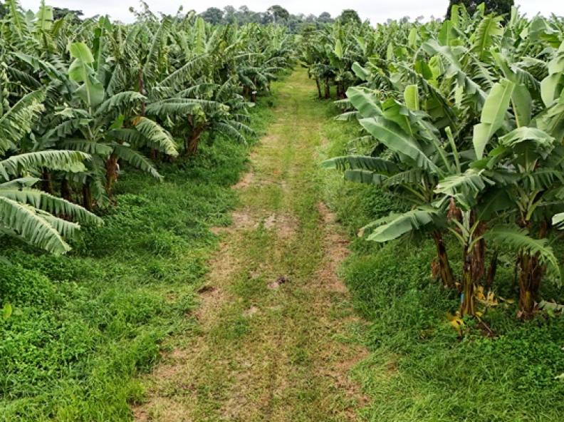 Secretaria de Agricultura fortalece a agricultura familiar e amplia a compra institucional em Alta Floresta