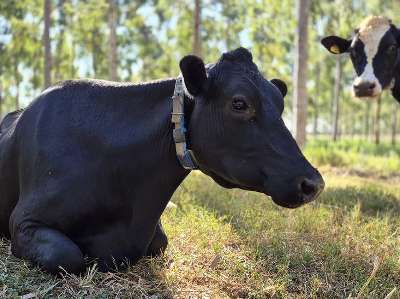 Embrapa Lança Protocolos para Produção de Leite de Baixo Carbono