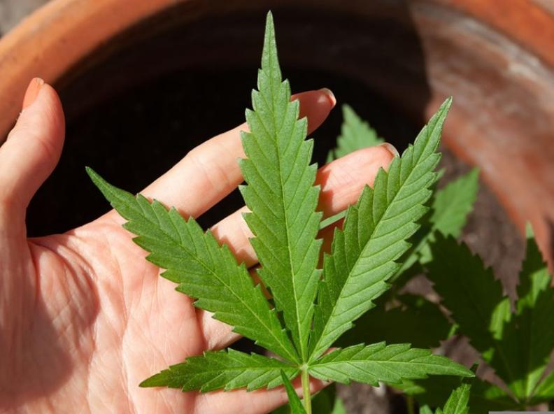 Anvisa discute nesta quarta regras para a produção de cannabis no país