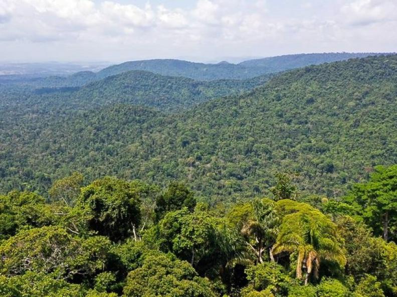 Desmatamento na Amazônia cai 22,3% entre agosto de 2022 e julho de 2023