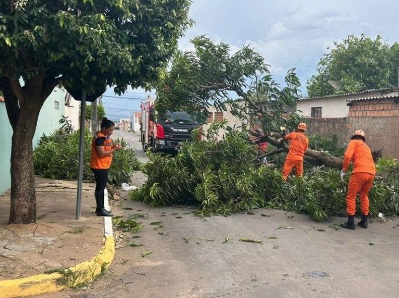 Defesa Civil Estadual orienta população sobre cuidados com árvores no período de chuvas intensas
