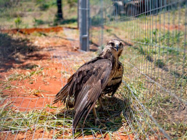 Ameaçada de extinção, águia-cinzenta é resgatada e levada ao Santuário dos Elefantes