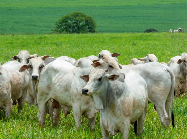 Arroba do boi gordo mantém trajetória de alta no Brasil e se aproxima de R$ 360