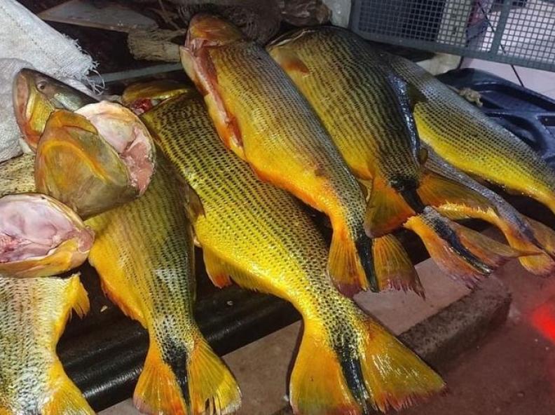PM apreende 35 quilos de Dourado e prende pescador em MT
