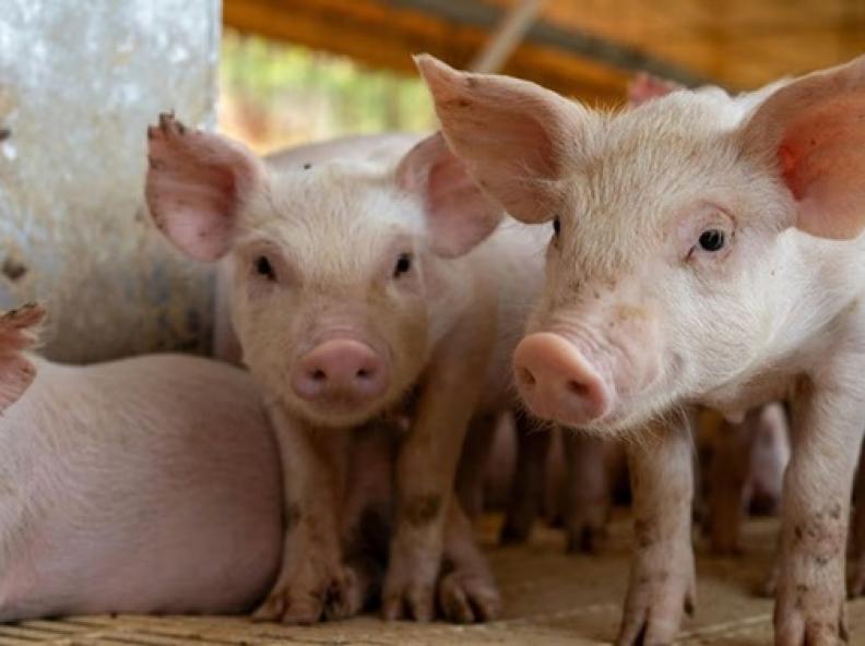 Crise nos preços da carne suína: Queda de 40% pressiona produtores apesar de recordes em produção e exportações