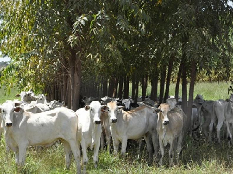 Mercado do boi gordo: embate entre produtores e indústrias reduz negociações e preços recuam em maio