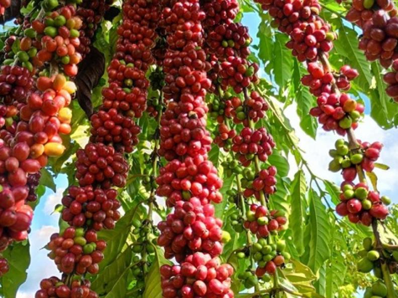 Com assistência técnica da Empaer, cafeicultura de Colniza alcança produtividade recorde