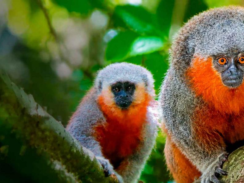 Alta Floresta protege seis espécies de primatas e transforma conservação da fauna em política pública