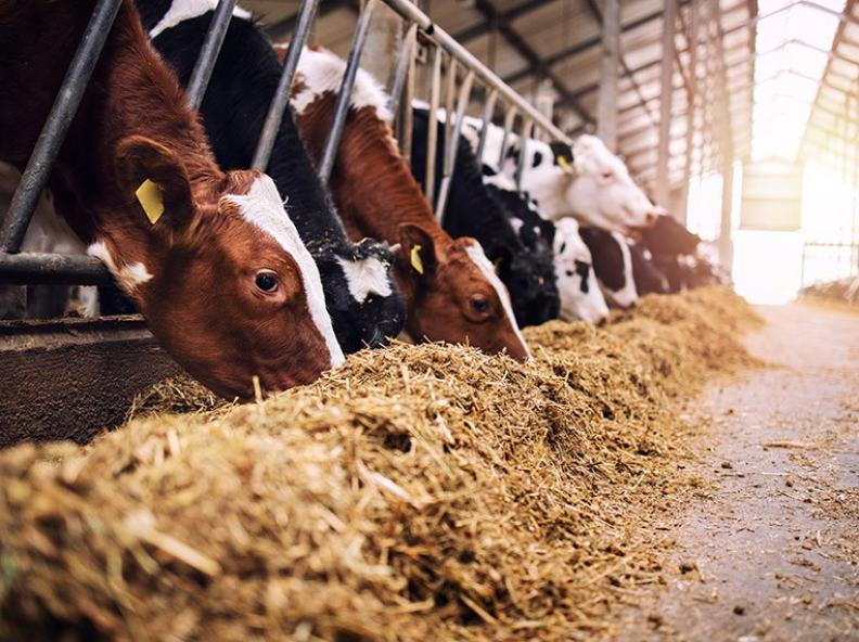 Lei amplia acesso a produtos para alimentação animal e reformula regras de estoques públicos