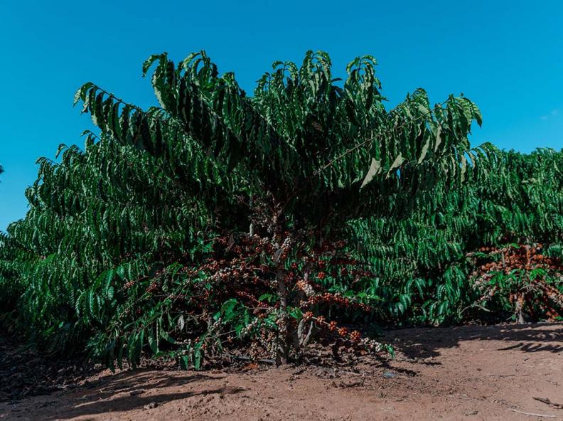 Alta Floresta investe em tecnologia e amplia produção de café com produtividade que chega a 127 sacas por hectare