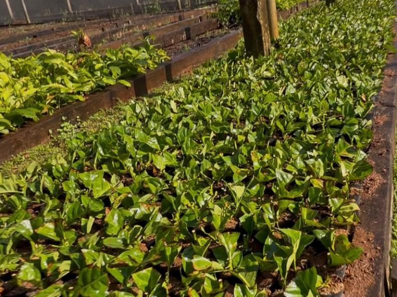 Nova Monte Verde avança na produção de mudas de Café Robusta Amazônia com capacitação de produtores