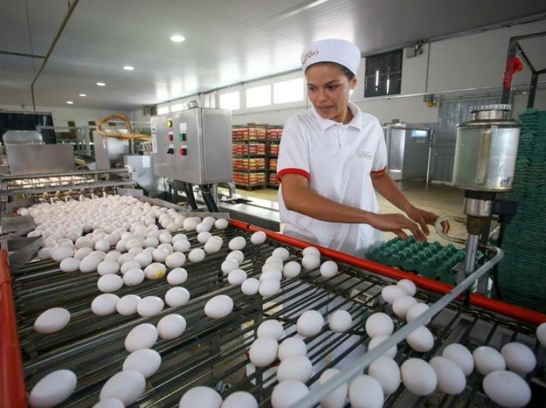 Brasil dobra o consumo de ovo em 16 anos e se consolida como 4º maior produtor do mundo