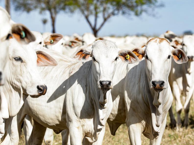 Campanha do Indea para atualização de estoque de rebanho é prorrogada