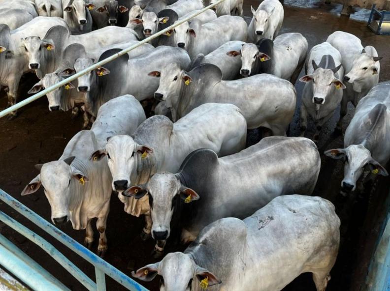 Oferta restrita sustenta preço da carne bovina no atacado, mesmo com varejo em ritmo menor