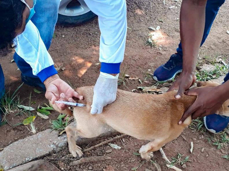 Prefeitura de Alta Floresta realizará Campanha de Vacinação Antirrábica Animal na zona urbana
