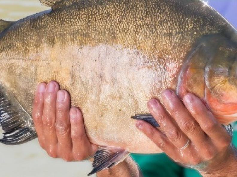 Simpósio ABC+ e Cultivo de Peixes Nativos chega a Alta Floresta nos dias 10 e 11 de novembro