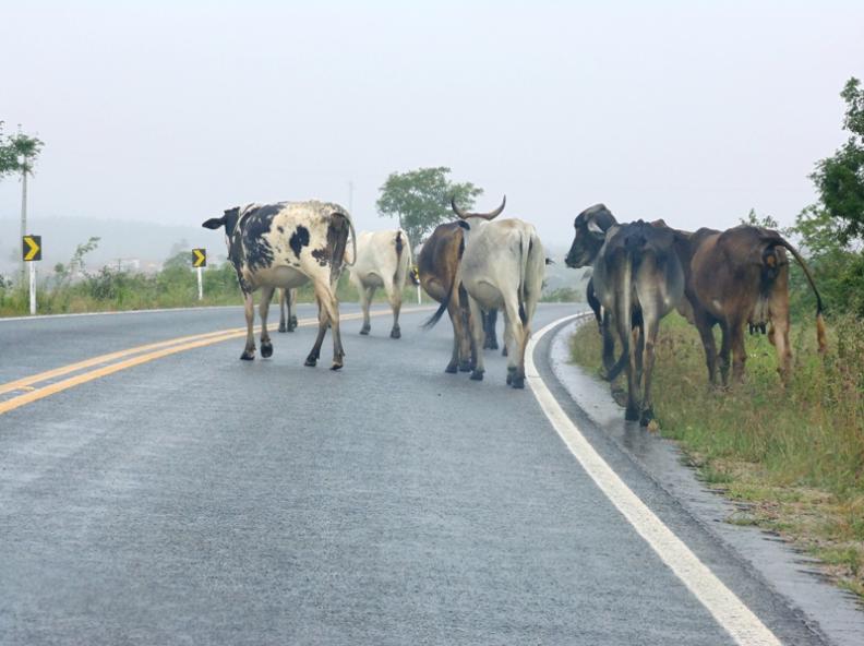 Bovinos soltos na via causam acidente de trânsito com duas carretas na MT-320 em Colíder