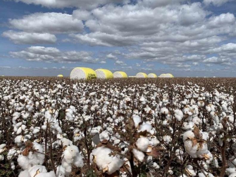 Produção brasileira de algodão deve atingir 14,7 milhões de fardos