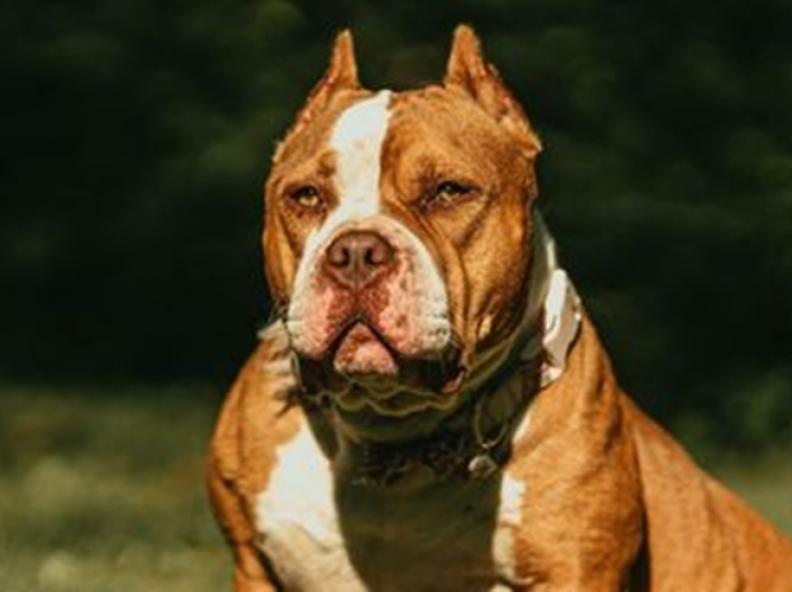 Reino Unido proíbe a raça american bully XL; mais de 240 cães podem ser sacrificados
