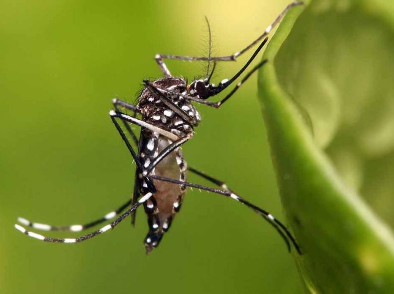 Mato Grosso tem 1,6 mil registros de dengue em 2024