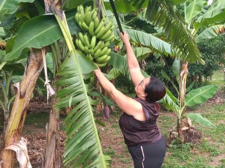 Agricultora familiar colhe frutos de mudas que recebeu do Governo: 
