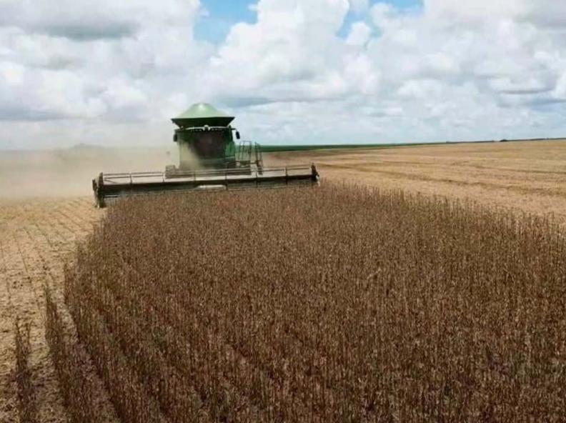 Colheita da soja ultrapassa 50% da área plantada em Mato Grosso