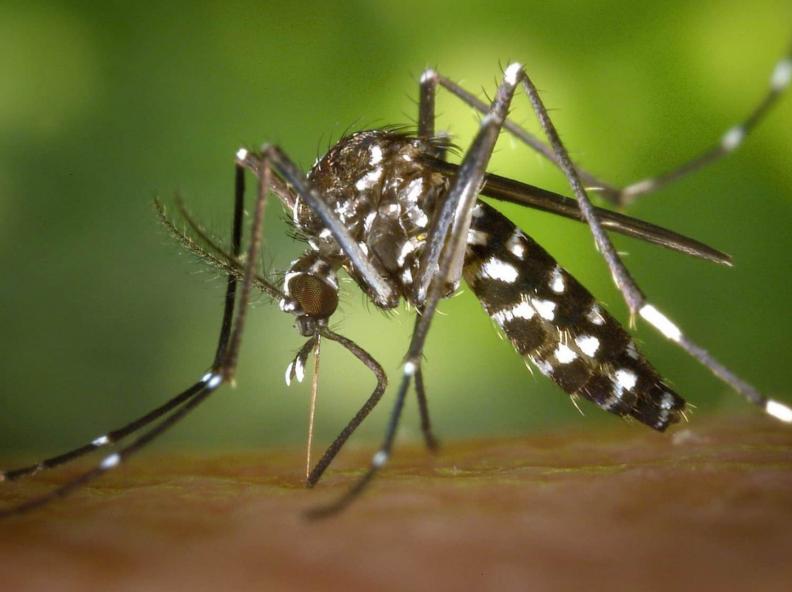 10 plantas que afastam mosquito da dengue