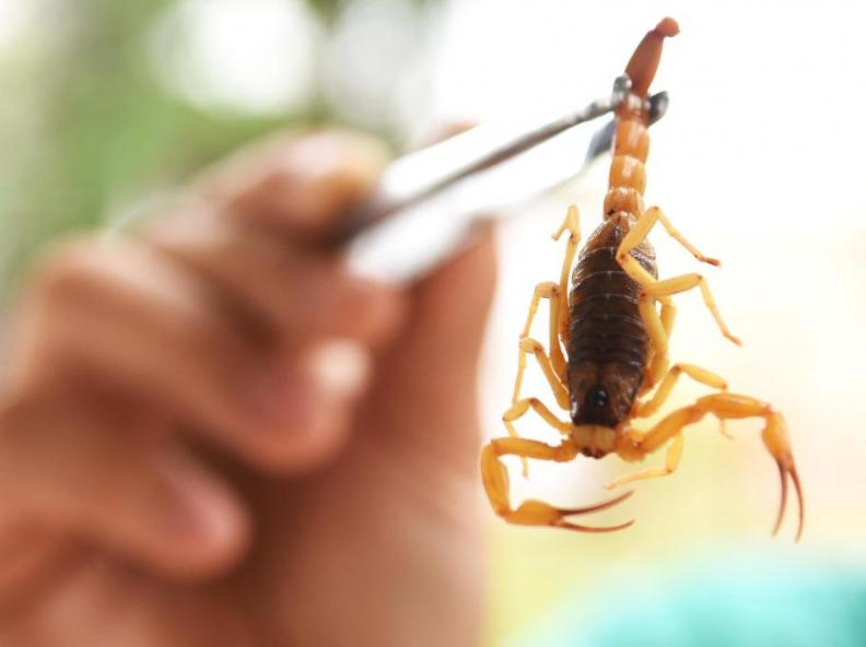 SES alerta sobre aumento de animais peçonhentos durante o período de chuvas; veja o que fazer