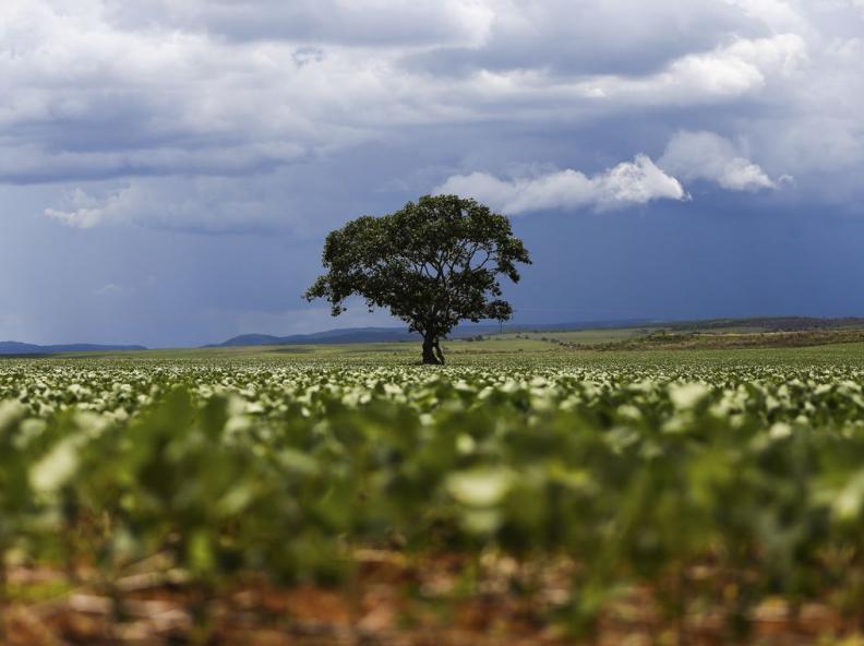 Em menos de quatro décadas, área destinada à soja cresceu nove vezes