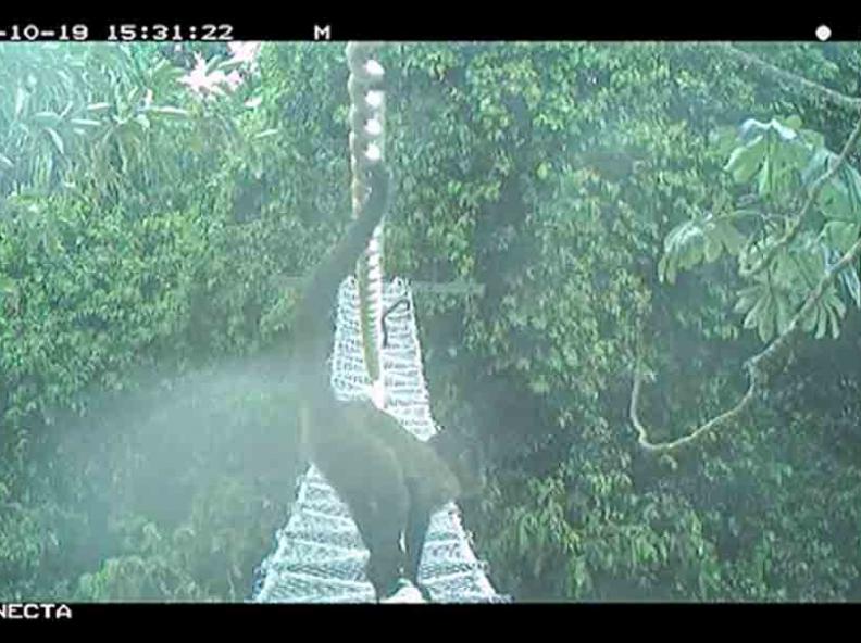 Realizado primeiro monitoramento do Programa Alta Floresta Não Atropela. Primeiro registro oficial é de um macaco prego
