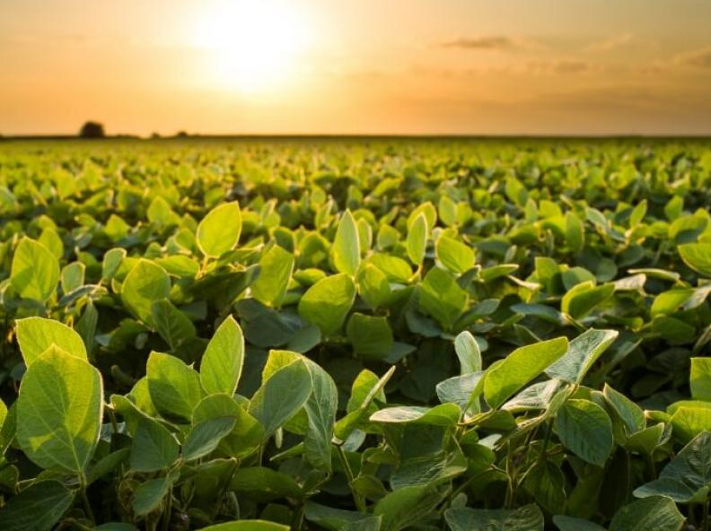Produtores relatam preocupação com a colheita de soja na região Leste de Mato Grosso