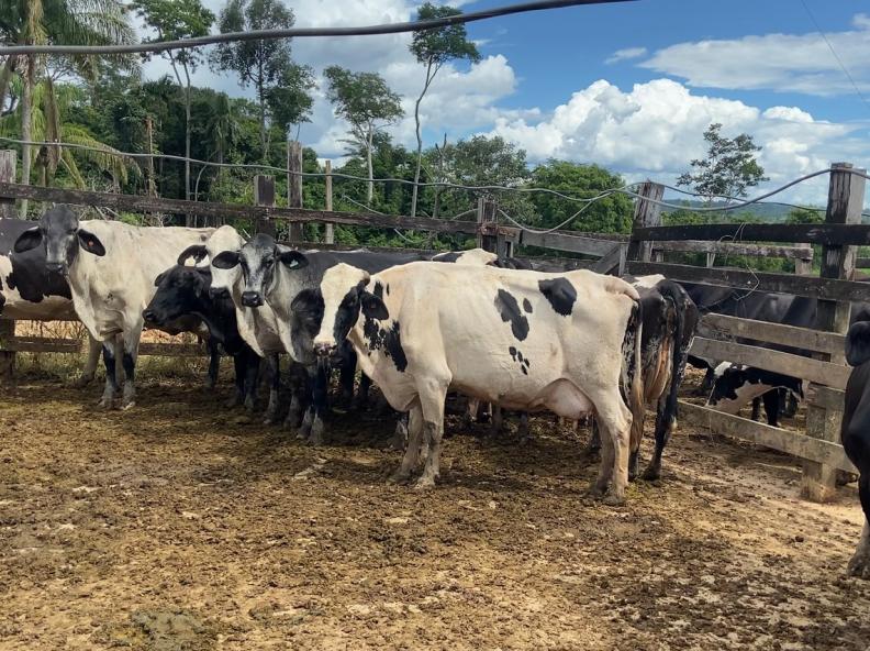 Agricultura e Pecuária eleva em 25% o número de propriedades atendidas com transferência de embriões na bovinocultura de leite
